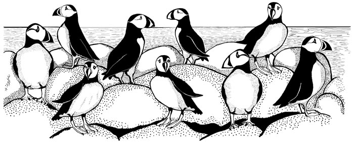 Puffins Border Unmounted Rubber Stamp Puffins Border Unmounted Rubber Stamp