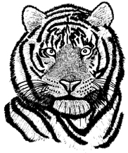 Bengal Tiger Unmounted Rubber Stamp Bengal Tiger Unmounted Rubber Stamp
