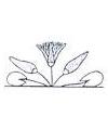 Egyptian Lotus Flowers Little Stamper Egyptian Lotus Flowers Little Stamper