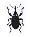 Weevil Little Stamper Weevil Little Stamper