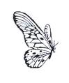 Butterfly Little Stamper Butterfly Little Stamper