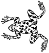 Frog Little Stamper Frog Little Stamper