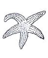 Starfish Sea Star Little Stamper Starfish Sea Star Little Stamper