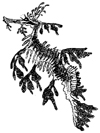 Seahorse Little Stamper Seahorse Little Stamper