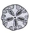 Sanddollar Little Stamper Sanddollar Little Stamper