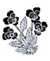Viola Violets Flowers Little Stamper Viola Violets Flowers Little Stamper