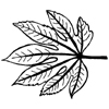 Aralia Leaf Little Stamper Aralia Leaf Little Stamper